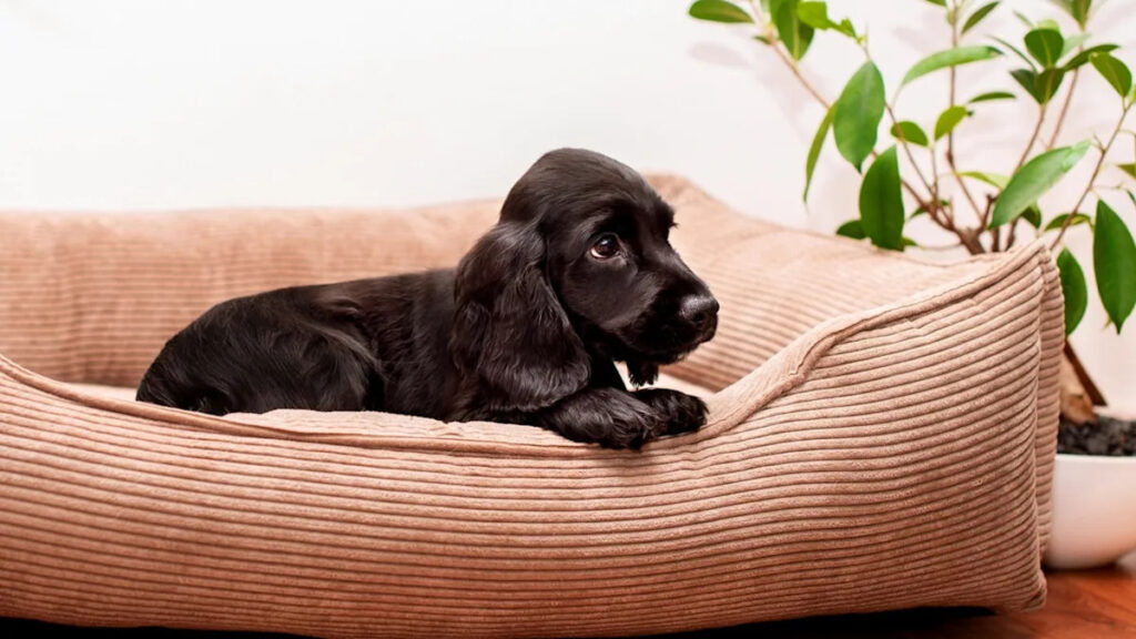 A puppy resting in a properly sized crate to trigger the natural canine den instinct for potty training.