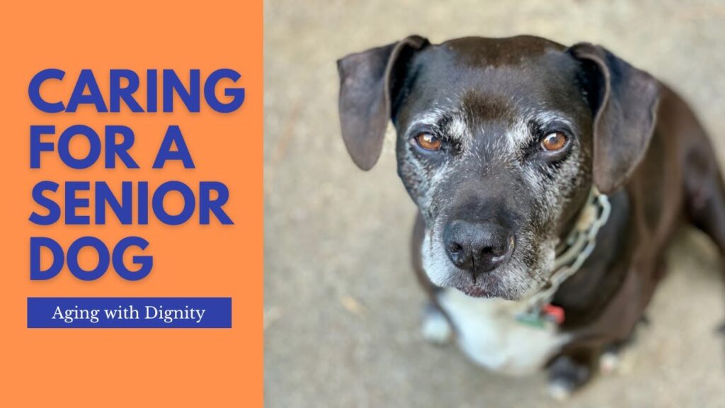 A STYPETS technical blueprint for caring for senior dogs. The infographic shows a home floor plan with non-slip mats, raised bowls, and ramp access points on an engineering grid background with Zeke’s Expert Selection badge.
