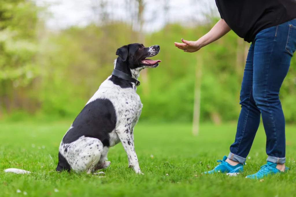 preventing-canine-cognitive-dysfunction-blueprint