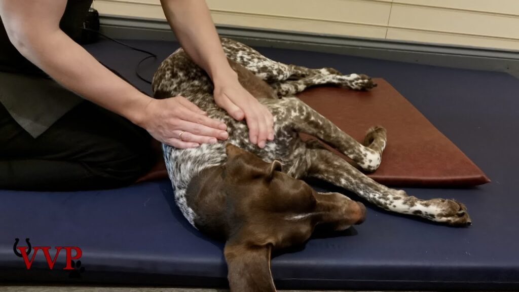 A professional dog trainer demonstrating gentle circular hand motions on a dog's neck for lymphatic drainage.