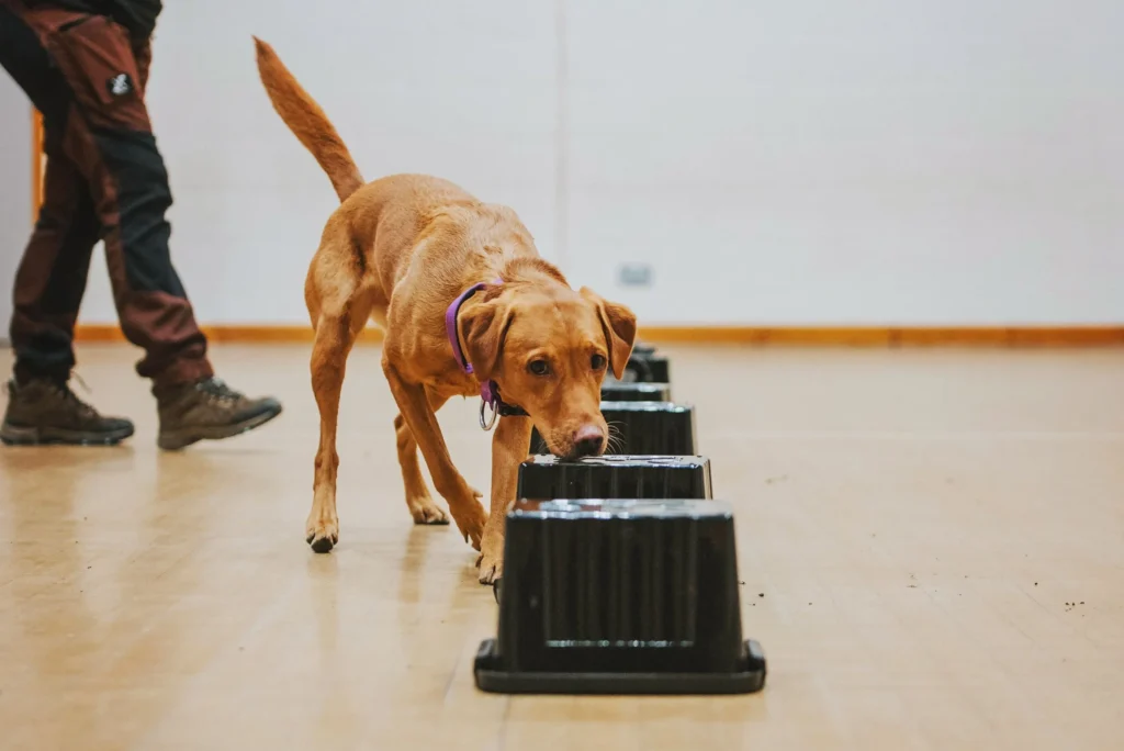 A technical STYPETS blueprint showing the Neuro-Stim Protocol for dog scent work for anxiety, illustrating the link between the olfactory bulb and the limbic system for cortisol reduction.