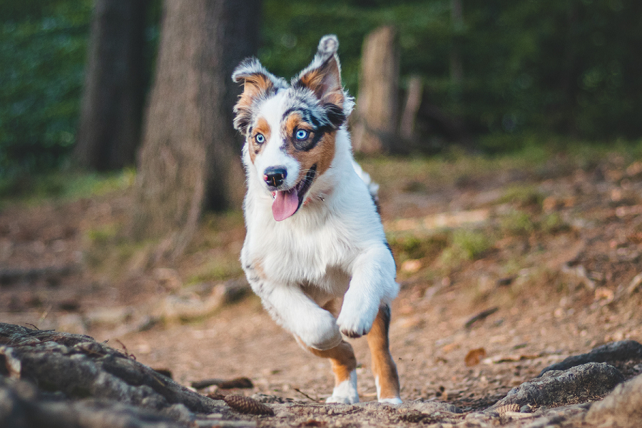 High-Energy vs. Low-Energy dog