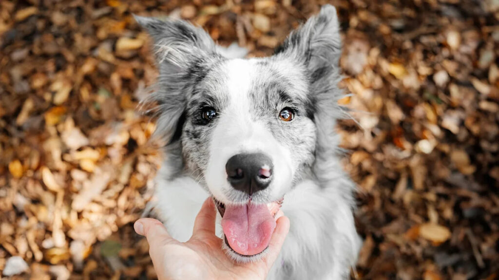 Expert Zeke rewarding a puppy with a high-value treat immediately after successful potty training.