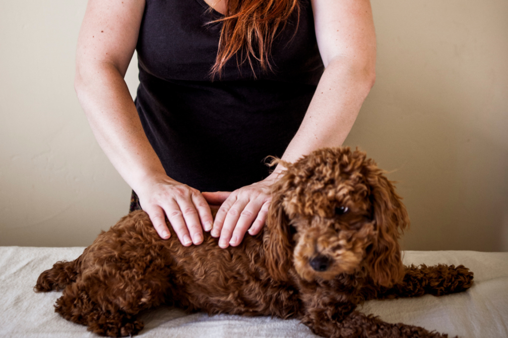 dog-gut-health-and-behavior-microbiome-blueprint