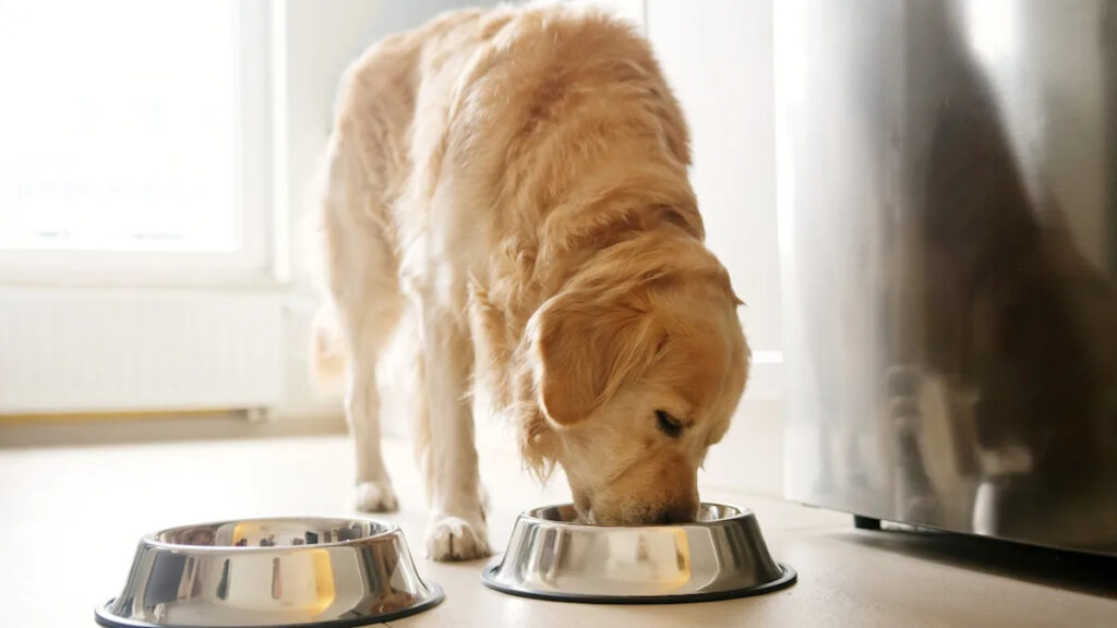 Infographic showing the 15-minute potty training rule for puppies after eating or drinking.