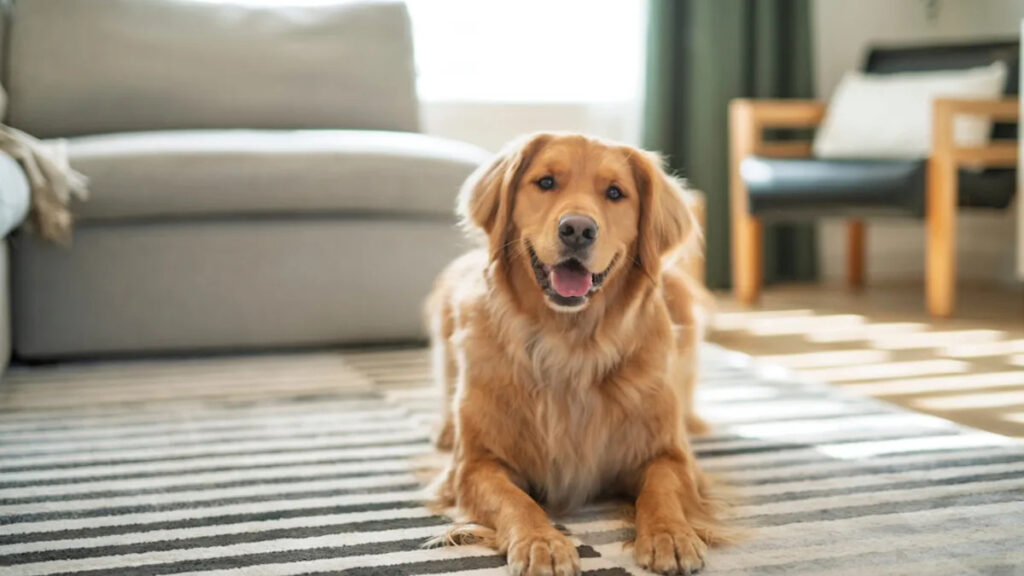 Comparison of a puppy on an indoor pee pad versus a puppy on outdoor grass for substrate preference training.