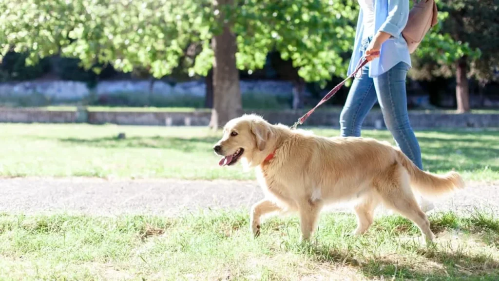 The Pre Walk Routine