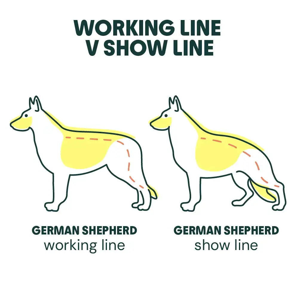 A STYPETS technical blueprint comparing a working line vs show line dog on an architectural grid. Panel 1 shows the athletic 'High-Output' working line with high drive markers. Panel 2 shows the aesthetic 'Conformation' show line with lower energy markers