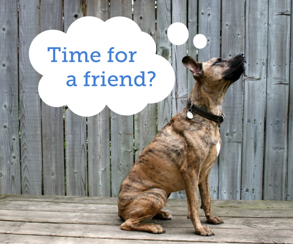 Learn the expert blueprint for adding a second dog to the household. Master Zeke’s neutrality protocol and resource audit for a successful dog adoption.