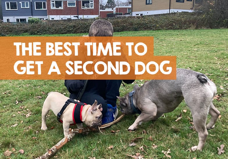 A technical STYPETS infographic on an engineering grid background detailing the steps for adding a second dog to the household. It includes icons for neutral meetings, resource management, separate feeding zones, and the 3-3-3 rule.