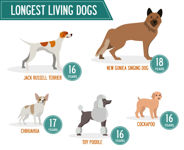 A STYPETS technical blueprint for how to increase dog lifespan. A split-panel infographic showing the "Longevity Equation" with icons for lean BCS, dental hygiene, antioxidant loading, and chemical detox on an engineering grid.