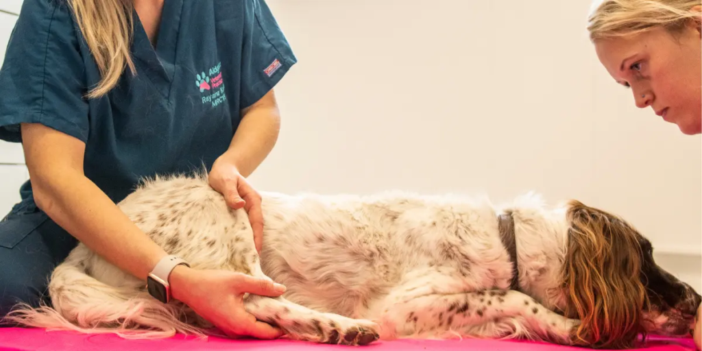 Expert diagram by Zeke showing how to palpate a dog for lumps, bumps, and swollen lymph nodes at home.