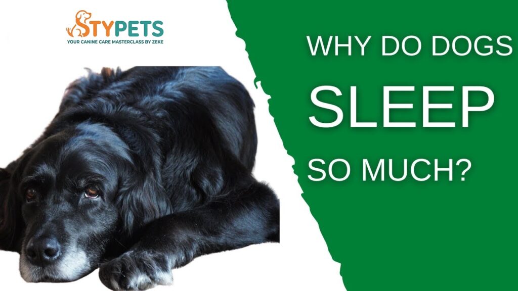 A technical STYPETS infographic detailing how much deep sleep do dogs need. Panels show the 6-stage glymphatic cleaning cycle, REM vs non-REM ratios, and an orthopedic sleep station setup with Zeke’s Expert Selection badge.