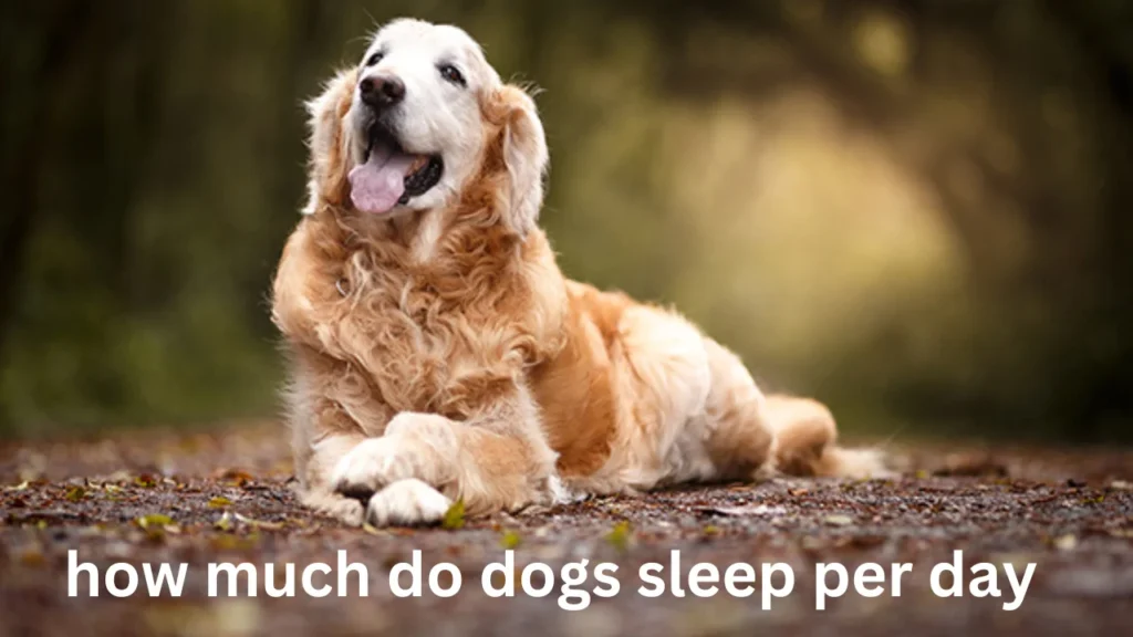 A technical STYPETS infographic detailing how much deep sleep do dogs need. Panels show the 6-stage glymphatic cleaning cycle, REM vs non-REM ratios, and an orthopedic sleep station setup with Zeke’s Expert Selection badge.