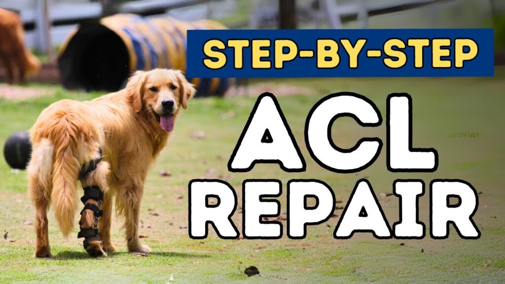 A technical engineering infographic detailing the biomechanics of preventing dog acl injuries. The graphic shows force vectors on a canine hind limb, core muscle groups for stabilization, and a 4-step warm-up protocol on an architectural grid background with the STYPETS logo.