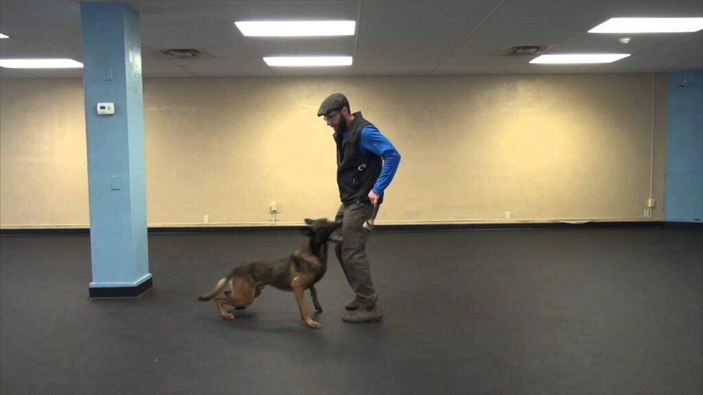 STYPETS Technical Blueprint for Proofing Dog Training Commands: A 2-panel infographic detailing the '3Ds of Proofing' (Distance, Duration, and Distraction) and the 6-phase systematic training workflow on an engineering grid background.