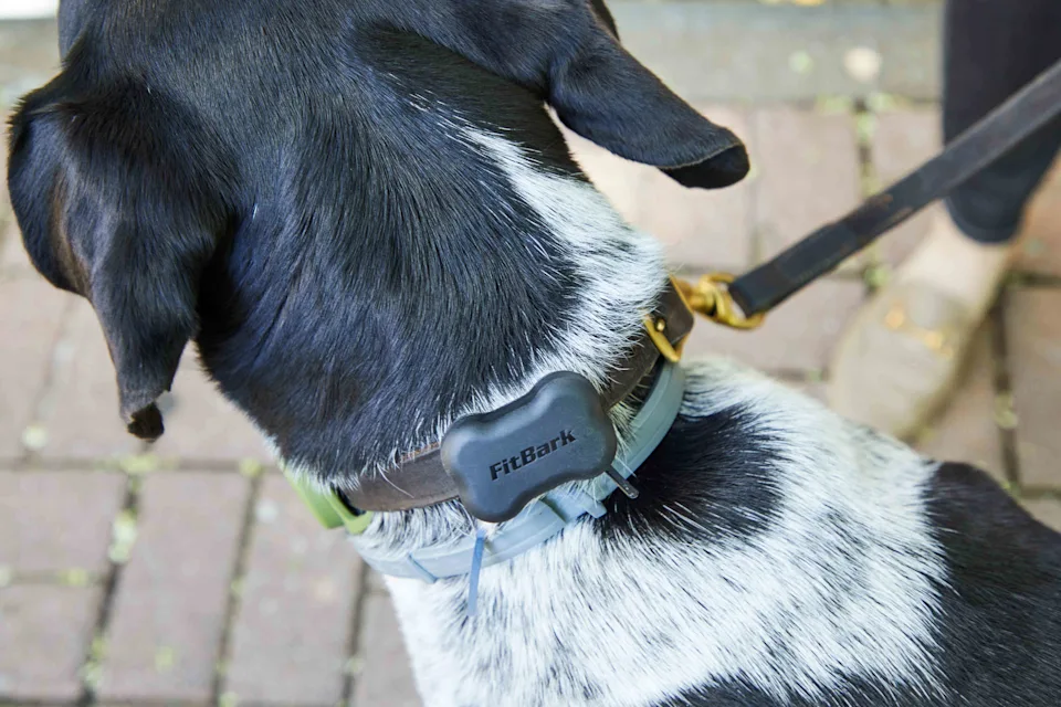 Best Dog Health Trackers 2026 A screenshot of a 2026 dog health app interface showing a behavioral fingerprinting chart that distinguishes between play, pacing, and rest.