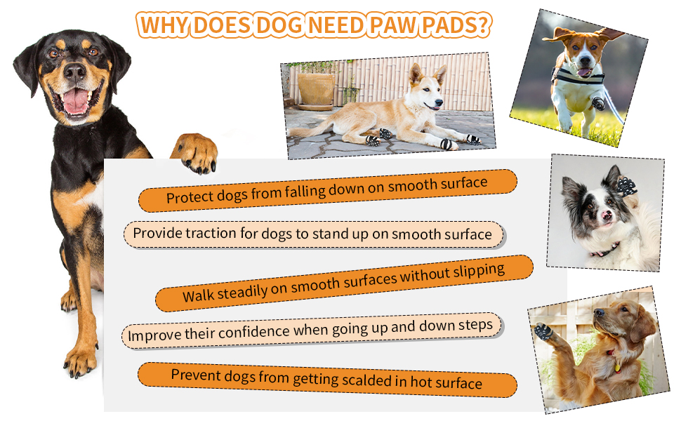 Protect your companion from chemical burns and seasonal elements. Master our complete dog paw pad protection winter and summer heat routine.