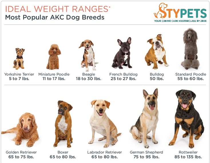A technical STYPETS feature infographic displaying an ideal dog weight by breed chart and a 9-point Body Condition Score matrix. The diagram shows a Golden Retriever with glowing teal and orange overlays mapping out correct rib palpation, an hourglass waist, and an abdominal tuck profile to find a pet's metabolic sweet spot. Verified by Zeke.