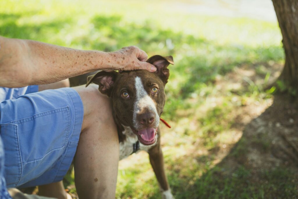 rescue-dog-training-setup-with-treats-and-leash-on-floor