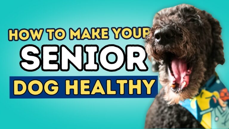A STYPETS technical blueprint for caring for senior dogs. The infographic shows a home floor plan with non-slip mats, raised bowls, and ramp access points on an engineering grid background with Zeke’s Expert Selection badge.