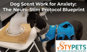 A technical STYPETS blueprint showing the Neuro-Stim Protocol for dog scent work for anxiety, illustrating the link between the olfactory bulb and the limbic system for cortisol reduction.