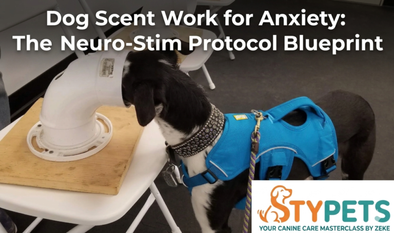 A technical STYPETS blueprint showing the Neuro-Stim Protocol for dog scent work for anxiety, illustrating the link between the olfactory bulb and the limbic system for cortisol reduction.
