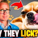 Feature image blueprint collage by Zeke illustrating the STYPETS Allergy Equation: Genetics + Metabolic Load + Environmental Load = Inflammatory Overflow. Shows topographical bio-signals on a dog's body including paw-staining and chronic otitis.