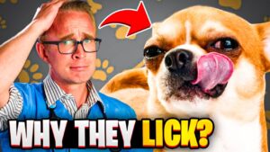 Feature image blueprint collage by Zeke illustrating the STYPETS Allergy Equation: Genetics + Metabolic Load + Environmental Load = Inflammatory Overflow. Shows topographical bio-signals on a dog's body including paw-staining and chronic otitis.