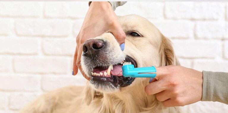 Educational infographic by Zeke illustrating the progression of periodontal disease in dogs, comparing healthy gums against the systemic impact of tartar on heart and kidney function.