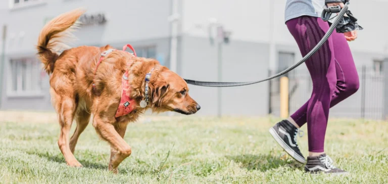 A technical blueprint infographic by Zeke comparing the Physics of the Walk. Panel A shows a dog pulling against a tight leash (Opposition Reflex) with force vectors. Panel B shows a dog in a 'J-Loop' loose-leash state with clear communication signals.