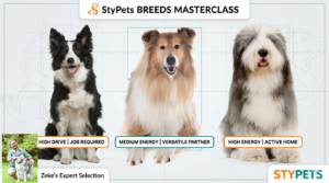 Expert breed comparison by Zeke showing energy level specs for Border, Rough, and Bearded Collies in a StyPets Masterclass guide.