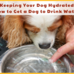 A close-up of a dog drinking from a clean stainless steel bowl with fresh cucumber slices added to the water for natural hydration.
