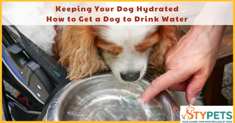 A close-up of a dog drinking from a clean stainless steel bowl with fresh cucumber slices added to the water for natural hydration.
