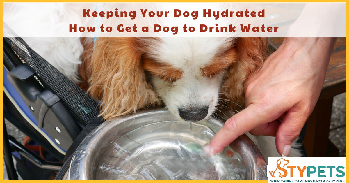 A close-up of a dog drinking from a clean stainless steel bowl with fresh cucumber slices added to the water for natural hydration.