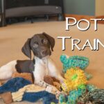 Professional timeline infographic by Zeke illustrating the relationship between meal input, the gastrocolic reflex, and scheduled potty windows for accelerated puppy training.