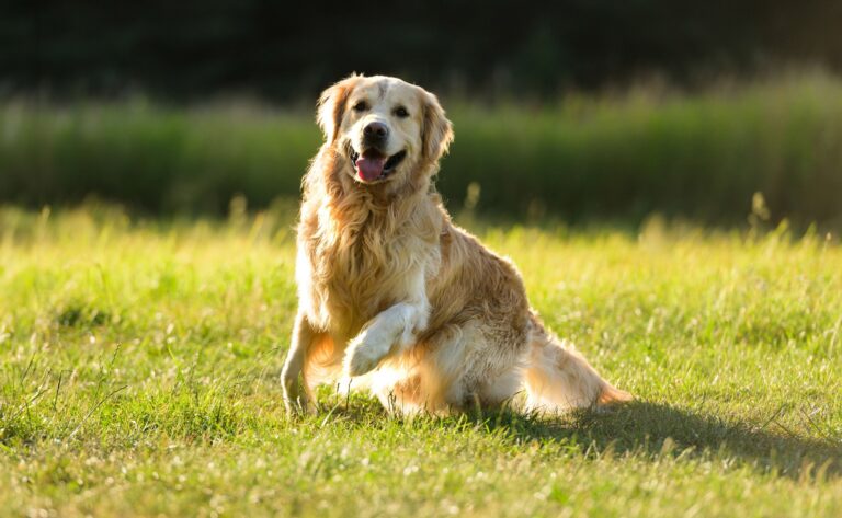 Expert Puppy Potty Training Guide by Zeke at StyPets