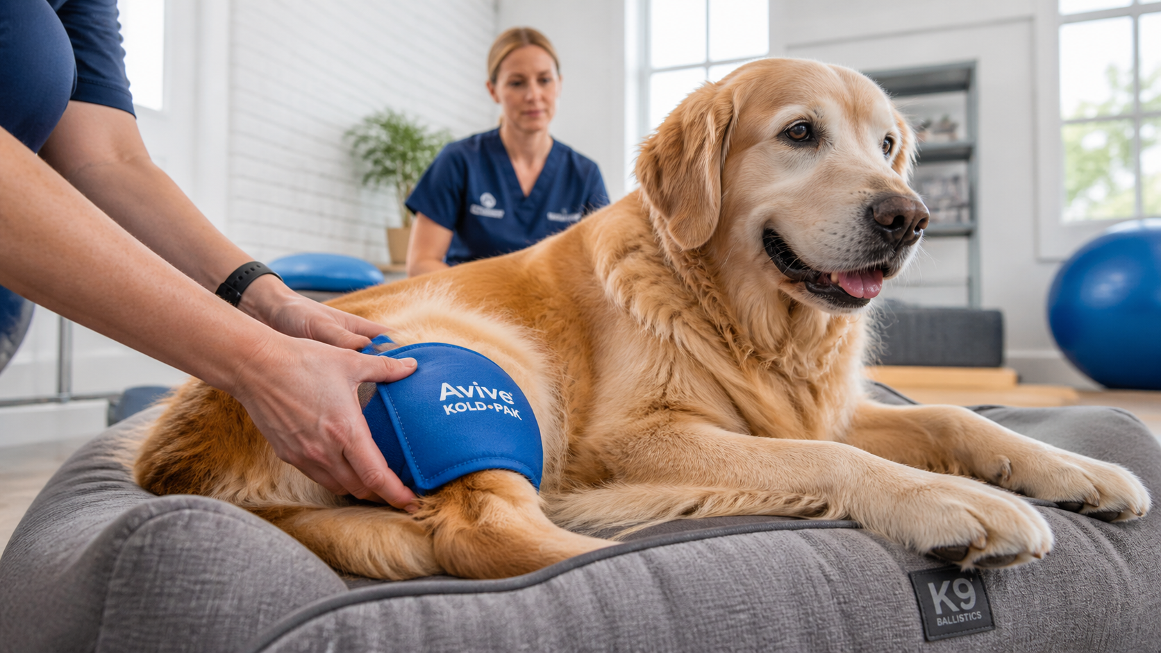 Expert application of Cold Therapy for Dogs Joints using a protected gel pack on a senior Golden Retriever to reduce inflammation and promote joint health recovery.