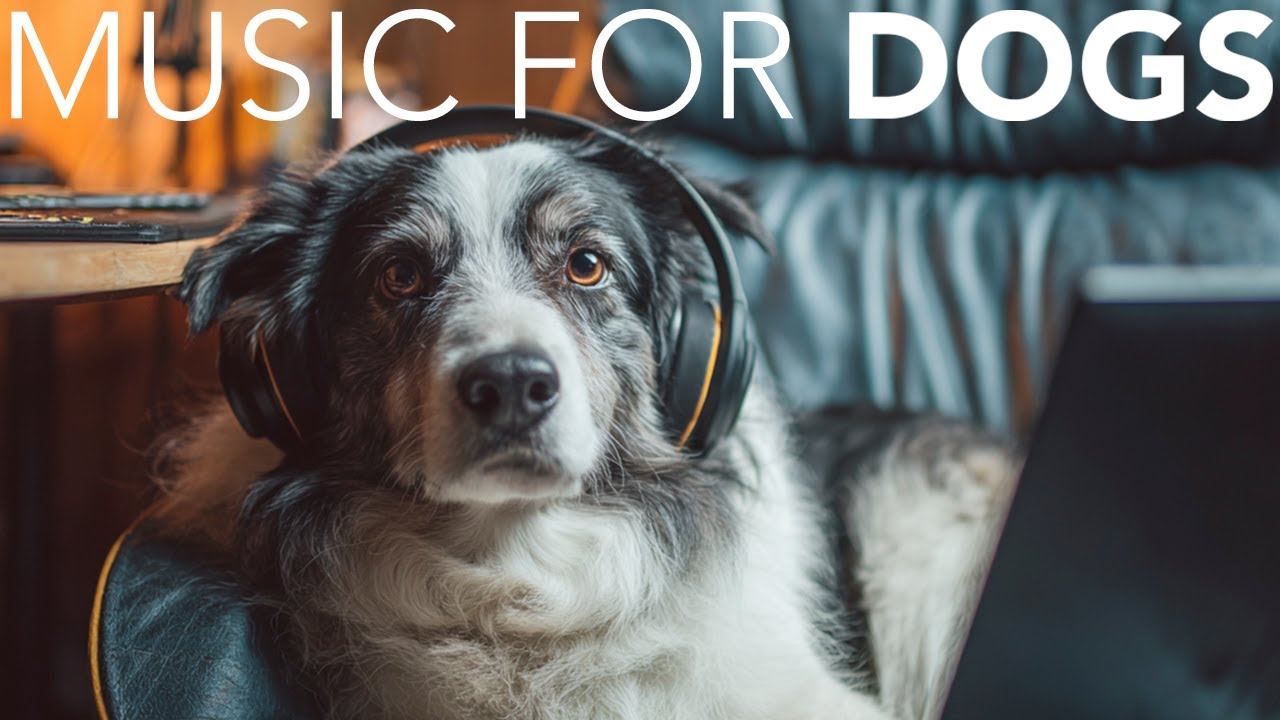 A STYPETS technical blueprint diagram demonstrating canine auditory entrainment, showing how a high-stressed heart rate decreases to a calm baseline when exposed to 50-60 BPM dog calming music.