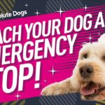 A detailed, progressive step-by-step training flowchart showing how to teach dog emergency stop from close-range lure to a high-speed sprint drop on a long line, ensuring elite urban Dog Training safety.