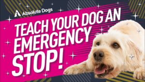 A detailed, progressive step-by-step training flowchart showing how to teach dog emergency stop from close-range lure to a high-speed sprint drop on a long line, ensuring elite urban Dog Training safety.