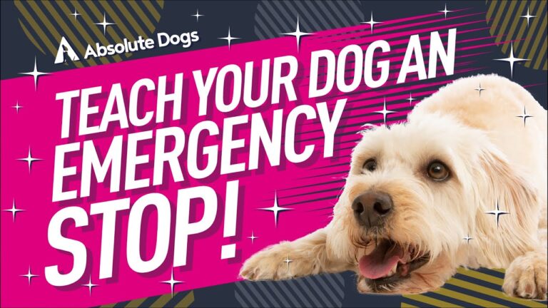 A detailed, progressive step-by-step training flowchart showing how to teach dog emergency stop from close-range lure to a high-speed sprint drop on a long line, ensuring elite urban Dog Training safety.