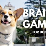 An informative infographic diagram showing how to set up a target scent search grid in a standard living room apartment to provide structured mental stimulation for working dogs. Mental Stimulation for Working Dogs