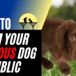 how to calm an anxious dog - owner using counter-conditioning with reactive dog on park bench