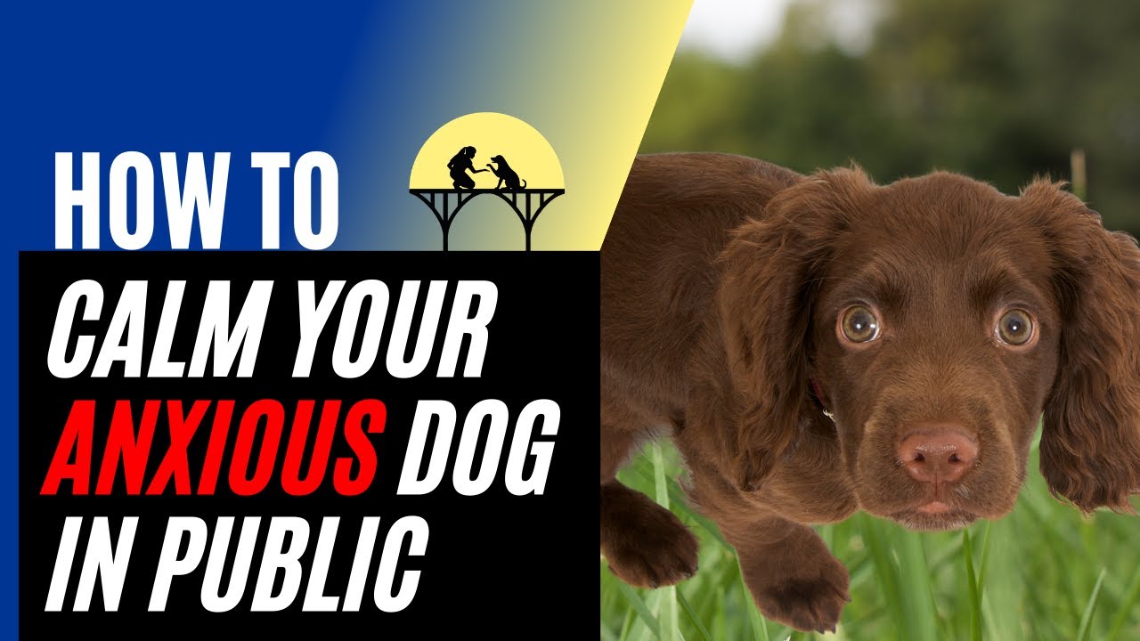 how to calm an anxious dog - owner using counter-conditioning with reactive dog on park bench