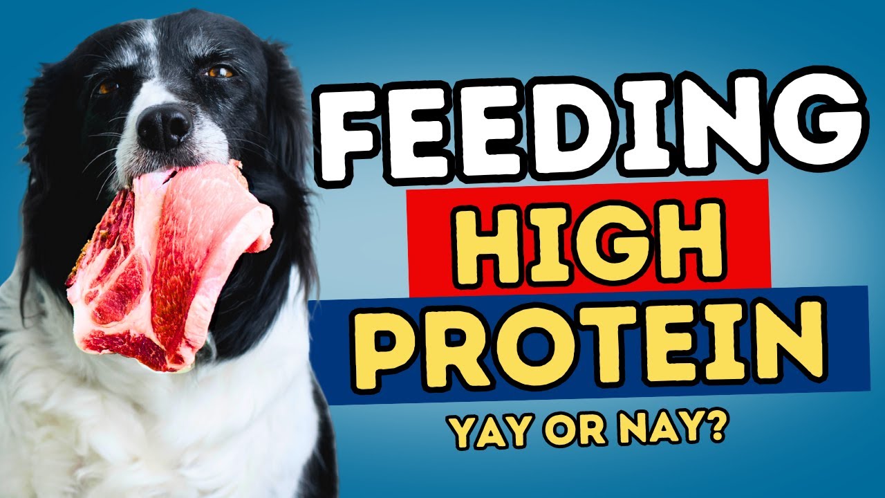 Discover How Much Protein Does My Dog Need — and why high-protein dog food isn't always better. Expert-backed guide to optimal canine nutrition.