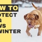 A detailed STYPETS environmental health infographic mapping out dog paw pad protection winter and summer hazards. The technical graphic uses a teal and charcoal design to show a cross-section of a canine foot pad, tracking how corrosive sodium chloride salts crack tissue in freezing weather and how high-temperature asphalt causes thermal blistering in hot conditions. Verified by Zeke.