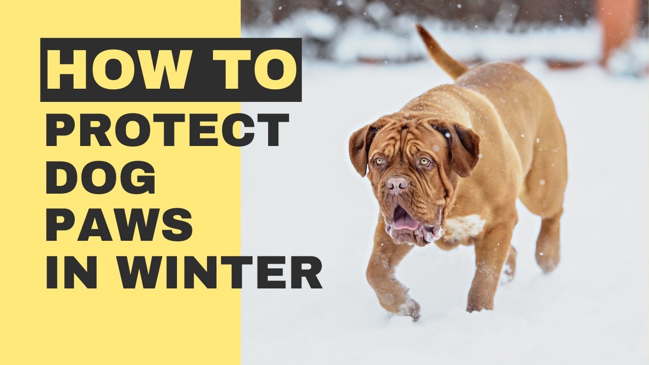 A detailed STYPETS environmental health infographic mapping out dog paw pad protection winter and summer hazards. The technical graphic uses a teal and charcoal design to show a cross-section of a canine foot pad, tracking how corrosive sodium chloride salts crack tissue in freezing weather and how high-temperature asphalt causes thermal blistering in hot conditions. Verified by Zeke.