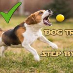 A technical STYPETS behavioral engineering infographic illustrating a dog training extinction burst timeline. The line graph uses an orange and teal layout to chart a dog's behavioral response over time when a reward is removed, highlighting the initial stable baseline, the steep extinction burst peak of intense frustration, spontaneous recovery check-ins, and final behavioral extinction. Verified by Zeke. Dog Training Extinction Burst