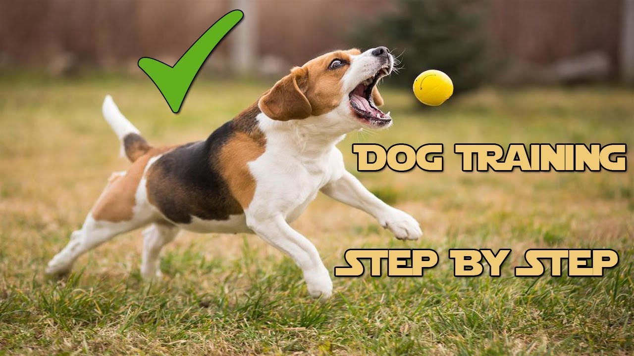 A technical STYPETS behavioral engineering infographic illustrating a dog training extinction burst timeline. The line graph uses an orange and teal layout to chart a dog's behavioral response over time when a reward is removed, highlighting the initial stable baseline, the steep extinction burst peak of intense frustration, spontaneous recovery check-ins, and final behavioral extinction. Verified by Zeke. Dog Training Extinction Burst